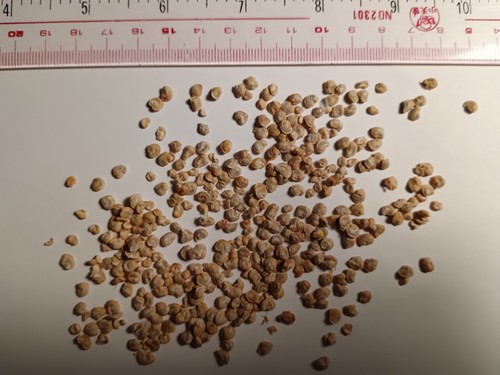 100 seeds opuntia - 20,