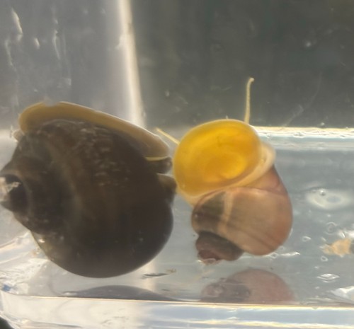 Mystery snails mixed colors - mystery,