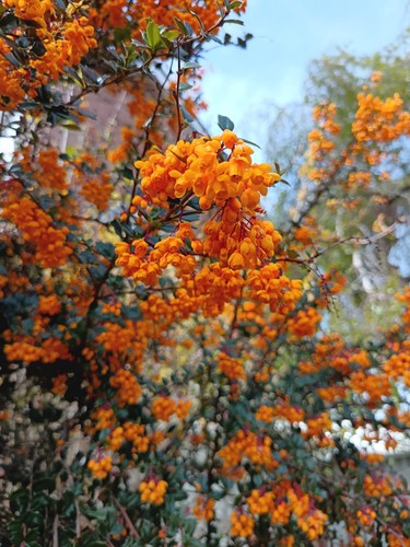Bare root berberis - 2,