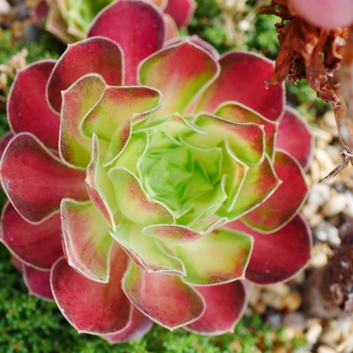 Aeonium pink witch yellow - aeonium,