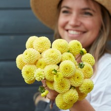 Dahlia Tuber - Buttercup -