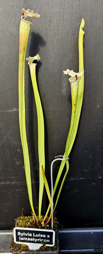Sarracenia sylvia luise - sarracenia,