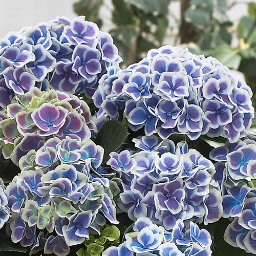 Hydrangea bavaria xxl - hydrangea, 'bavaria'