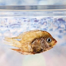 Fsh57 Red Spotted Severum fish