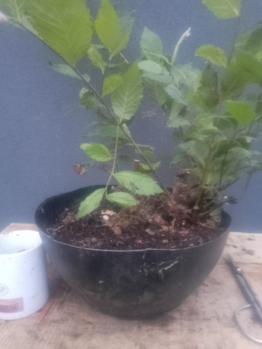 Elm bonsai tree - elm,