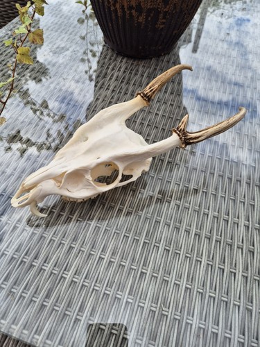 Large muntjac deer - , antlers