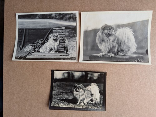 Old photo pet animal dog - photo,