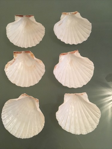 11cm natural scallop - 6, x