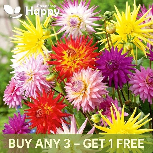 Cactus flowered hybrids - cactus, mix