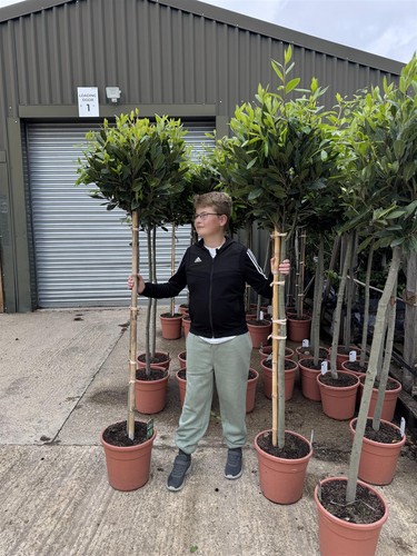 Extra large laurus nobilis - extra,
