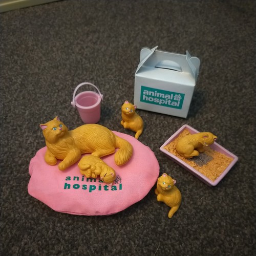 Rspca animal hospital kitty - animal, in