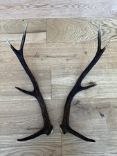 Red Deer Antlers