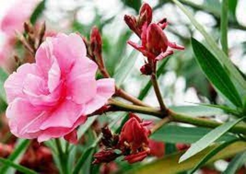Scarlet pink big - scarlet,
