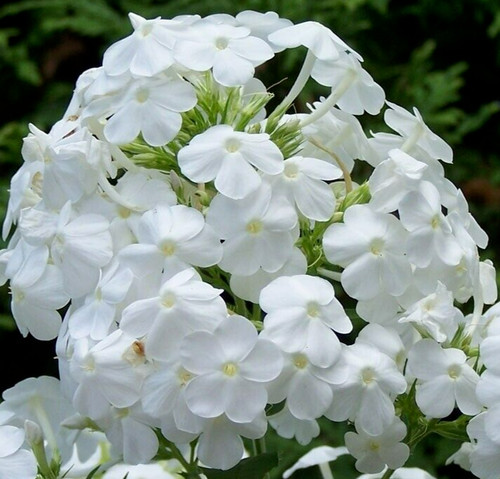 Phlox alba grandiflora - alba,