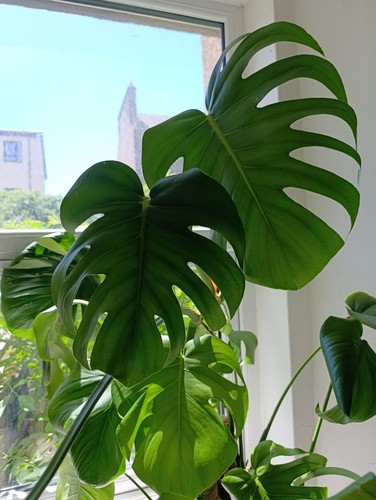 Swiss cheese plant monstera - swiss,