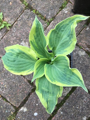 Hosta lacy belle cross - hosta ,