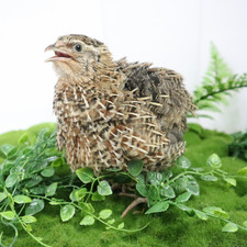 Jumbo Coturnix Quail Eggs