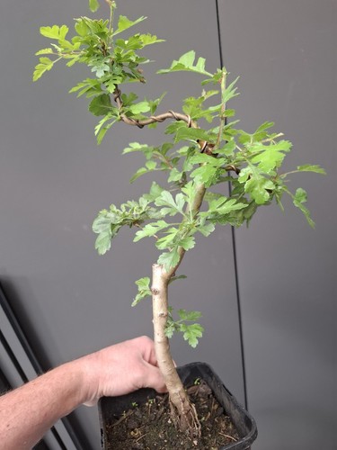 Hawthorn bonsai tree part - hawthorn,