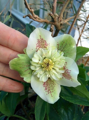 Hellebore imported flower - hellebore,