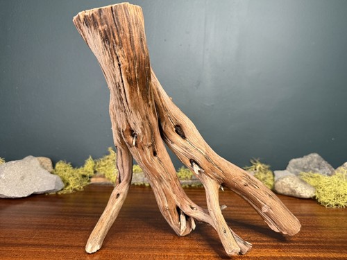Manzanita driftwood - 14”,