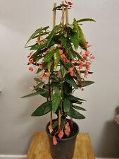 Begonia Albopicta Tamaya Begonia Unrooted cutting Rare House plant Cutting