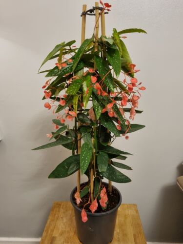 Begonia albopicta tamaya - begonia,
