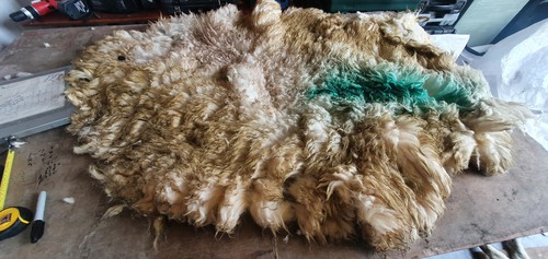 Raw sheep fleece spinning - raw,