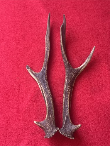 Pair sika deer antlers - pair,