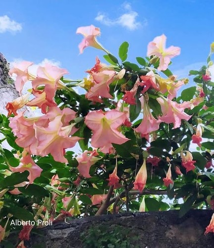 Brugmansia pink flower - brugmansia,