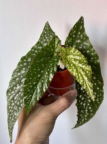 Indoor houseplant begonia - indoor,