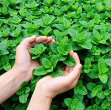 5 x Mint 'Garden Mint' Spearmint Plug Plants