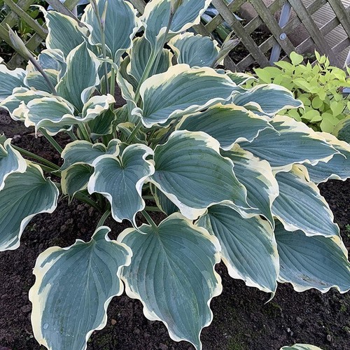 Hosta hope springs - hosta,