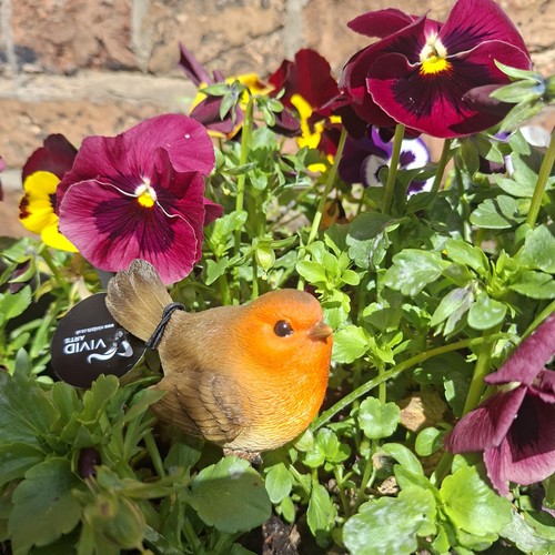 Robin bird plant pal - -,