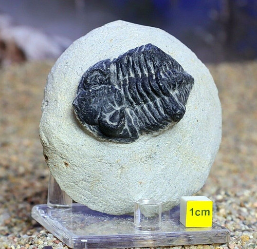 Real trilobite amazing - trilobite,