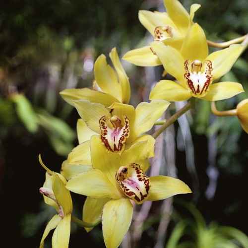 Yellow cymbidium orchid nell - cymbidium,