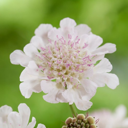 Scabiosa kudo white perennial - kudo,