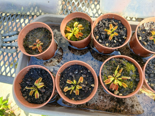 Venus flytrap plant dionaea - flytrap,