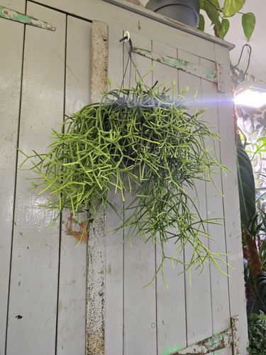 Rhipsalis heteroclada - xl,