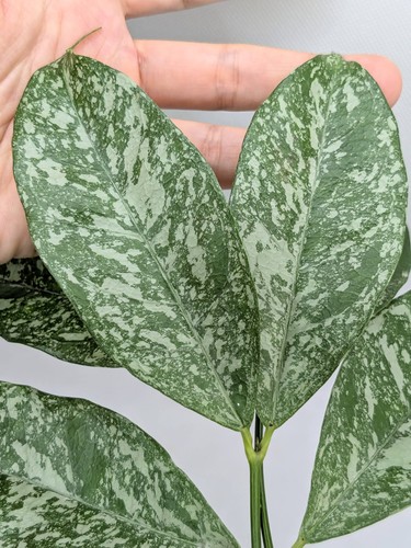 Hoya campanulata splash - hoya,
