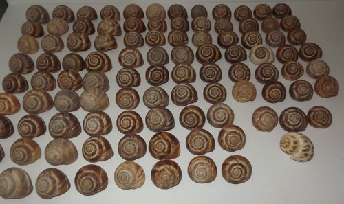 Lot 100 apple snail hermit - 100,