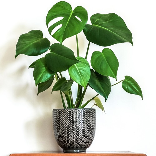 Stunning monstera - 1,