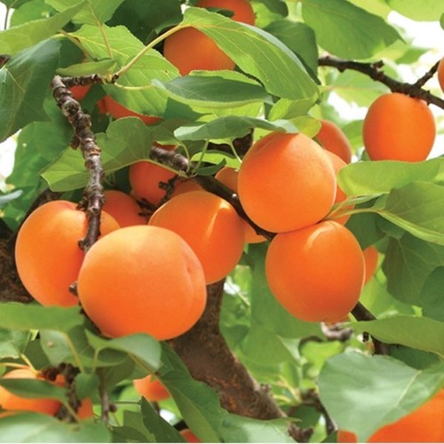 Apricot tree very sweet - *very, &