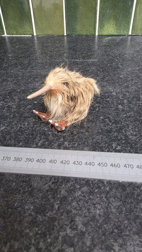 Vintage kiwi bird - vintage,