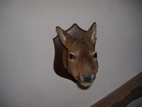 Taxidermy roe deer mounted - deer,