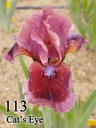 Rhizoma iris germanica - rhizoma,