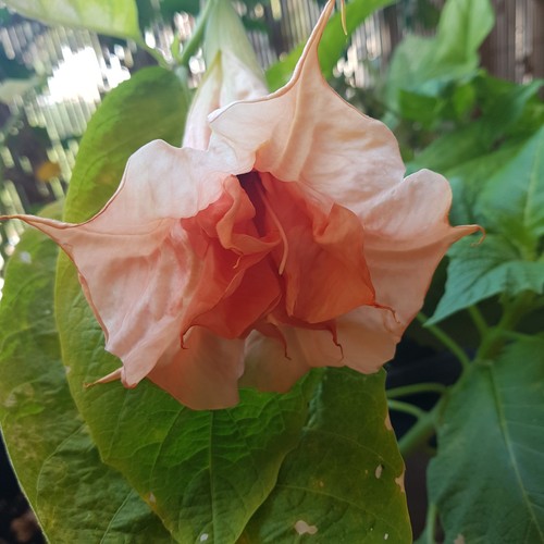 Rare collectible brugmansia - ,