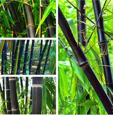Black Bamboo Seeds