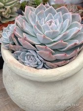 One pot (multi heads)