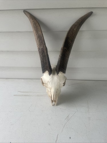 Taxidermy goat ram sheep - ,