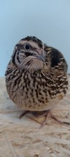 Japanese Jumbo "PHARAOH" Quail H*ING E#gs , 12 + 3 Free,, 400+ g